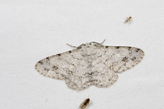 Lassaba parvalbidaria