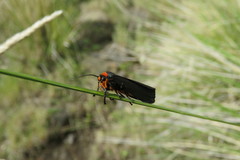 Gnamptonychia ventralis