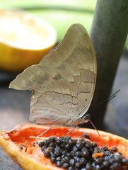 Archaeoprepona demophon