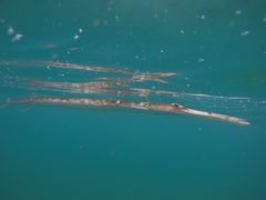 Fistularia tabacaria