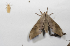 Marumba sperchius sperchius