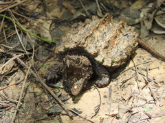 Macrochelys temminckii