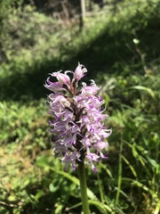 Orchis simia