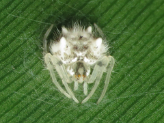 Taczanowskia sextuberculata