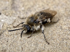 Melecta