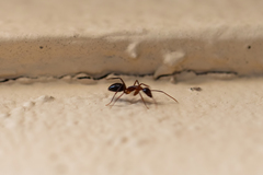 Camponotus inaequalis