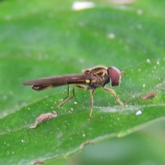 Melanostoma scalare