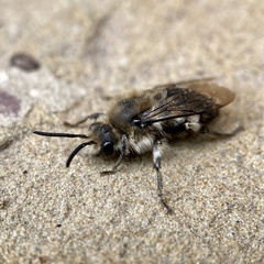 Melecta
