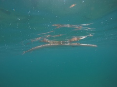 Fistularia tabacaria