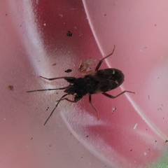 Eremocoris podagricus