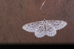 Xenoplia trivialis