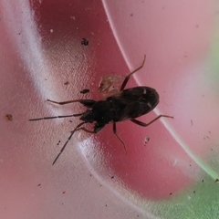 Eremocoris podagricus