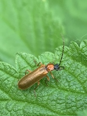 Denticollis linearis