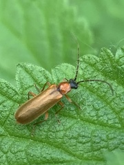 Denticollis linearis