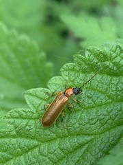 Denticollis linearis