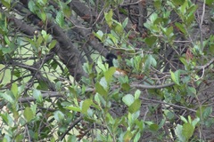 Pipilo maculatus macronyx