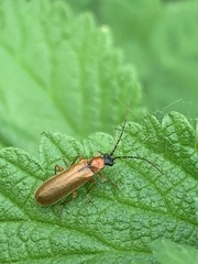 Denticollis linearis