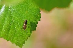 Parasyrphus punctulatus