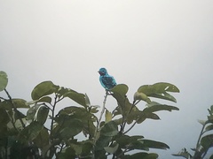 Cotinga cayana