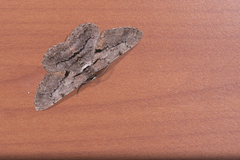 Hypomecis obliquisigna