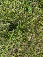 Anacamptis pyramidalis
