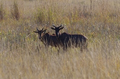 Damaliscus lunatus lunatus