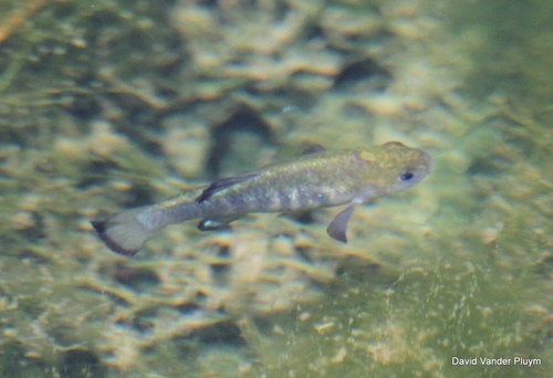 Amargosa Pupfish
