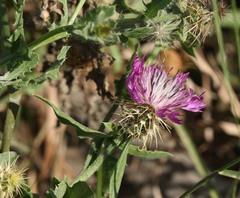 Centaurea sphaerocephala