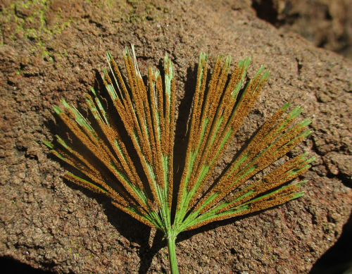 Actiniopteris radiata image