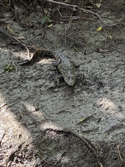 Crocodylus acutus