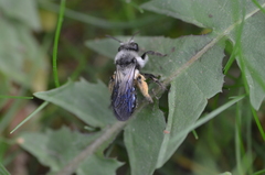 Andrena danuvia