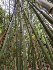 Dendrocalamus giganteus