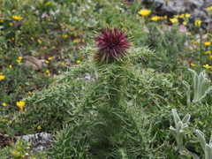 Carduus nutans leiophyllus