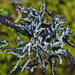 Imshaug's Tube Lichen - Photo (c) Richard Droker, some rights reserved (CC BY-NC-ND)