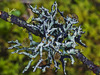 Hypogymnia imshaugii - Photo (c) Richard Droker, algunos derechos reservados (CC BY-NC-ND)