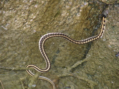Thamnophis cyrtopsis cyrtopsis