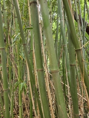 Dendrocalamus giganteus