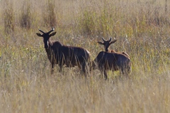 Damaliscus lunatus lunatus