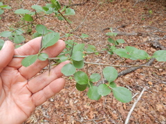 Crataegus reverchonii