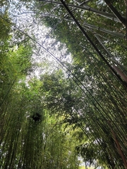 Dendrocalamus giganteus