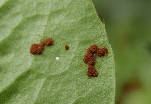 mahonia rust
