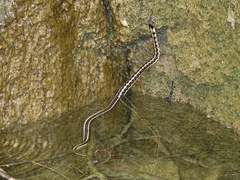 Thamnophis cyrtopsis cyrtopsis