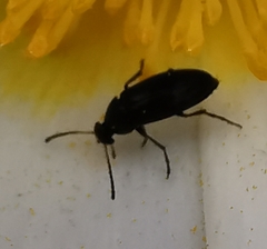 Anaspis maculata