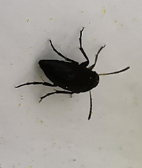 Anaspis maculata