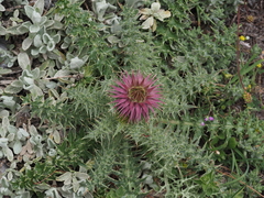 Carduus nutans leiophyllus