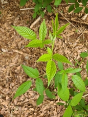 Rubus argutus