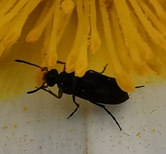Anaspis maculata