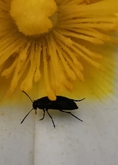 Anaspis maculata