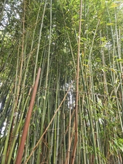 Dendrocalamus giganteus