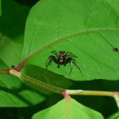 Xysticus croceus